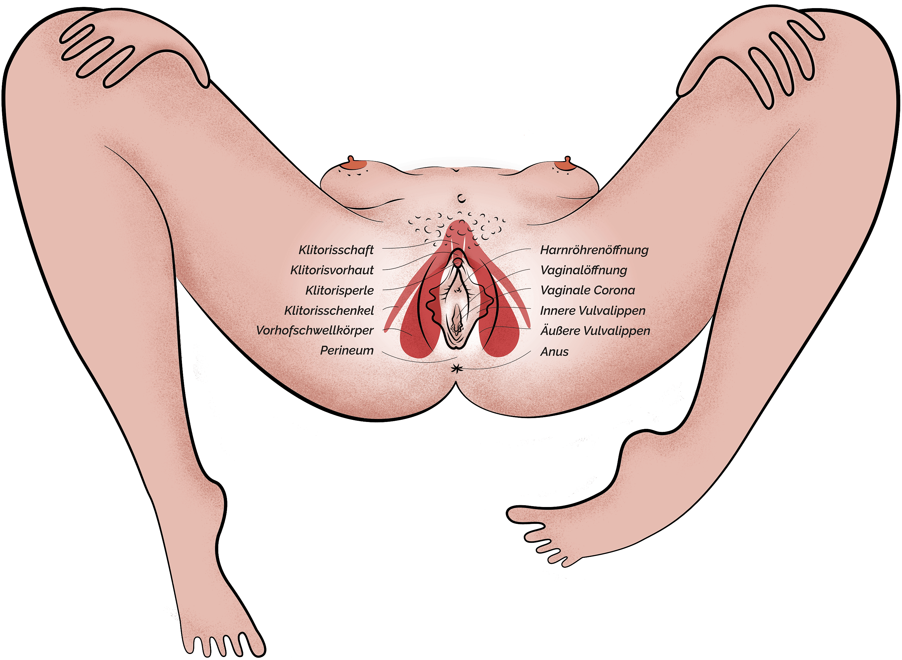 Anatomie Vulva mit Beschriftungen
